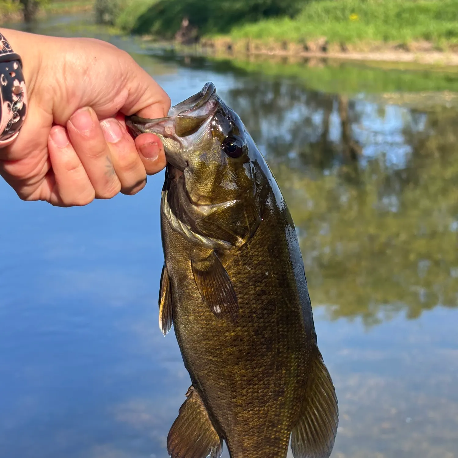 Smallmouth bass caught on Fishbrain