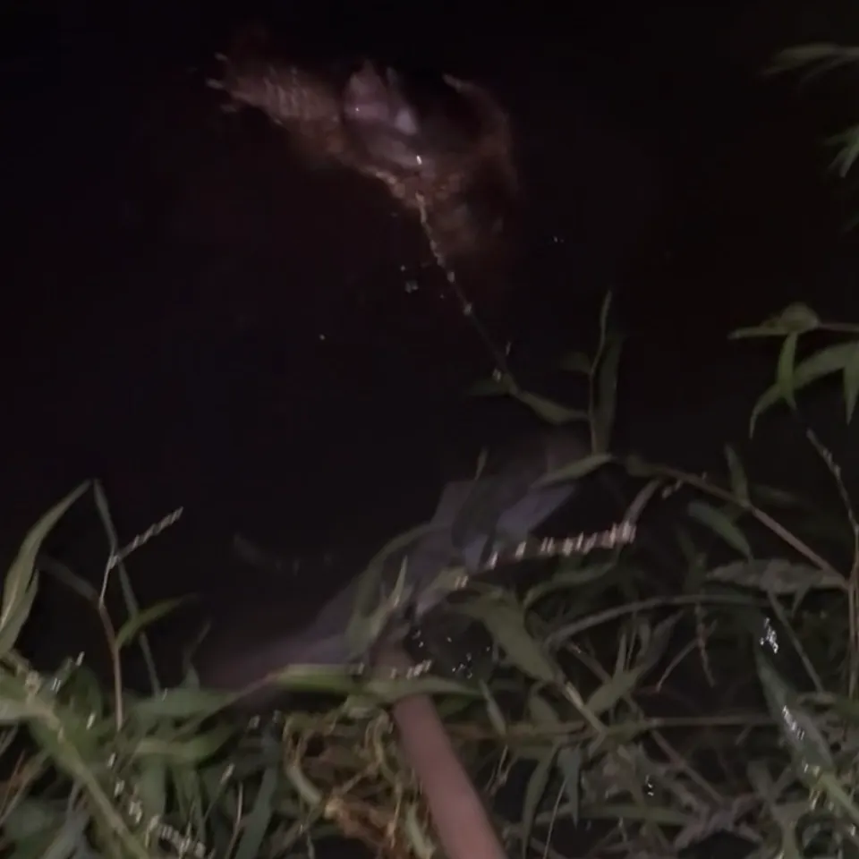 Common snapping turtle caught on Fishbrain