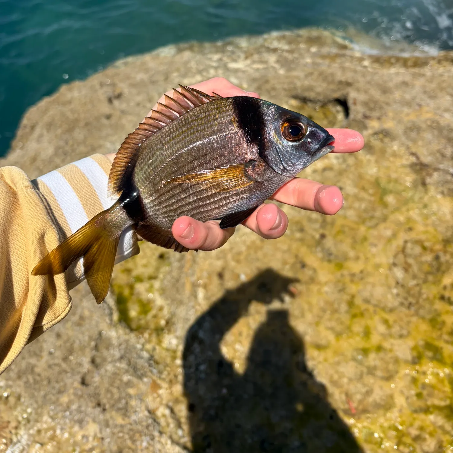 The most recent Common two-banded seabream catches on Fishbrain