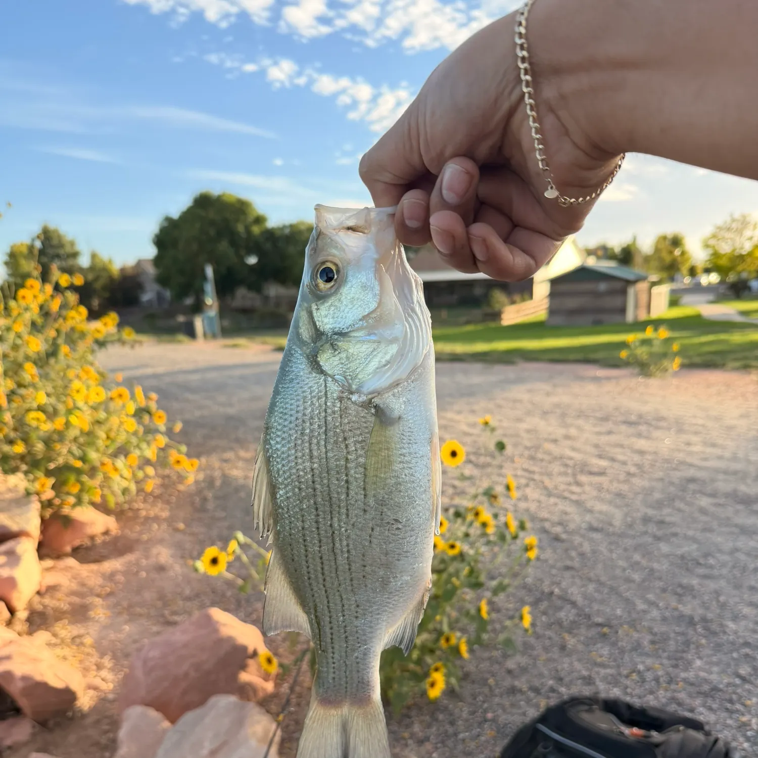 White bass caught on Fishbrain