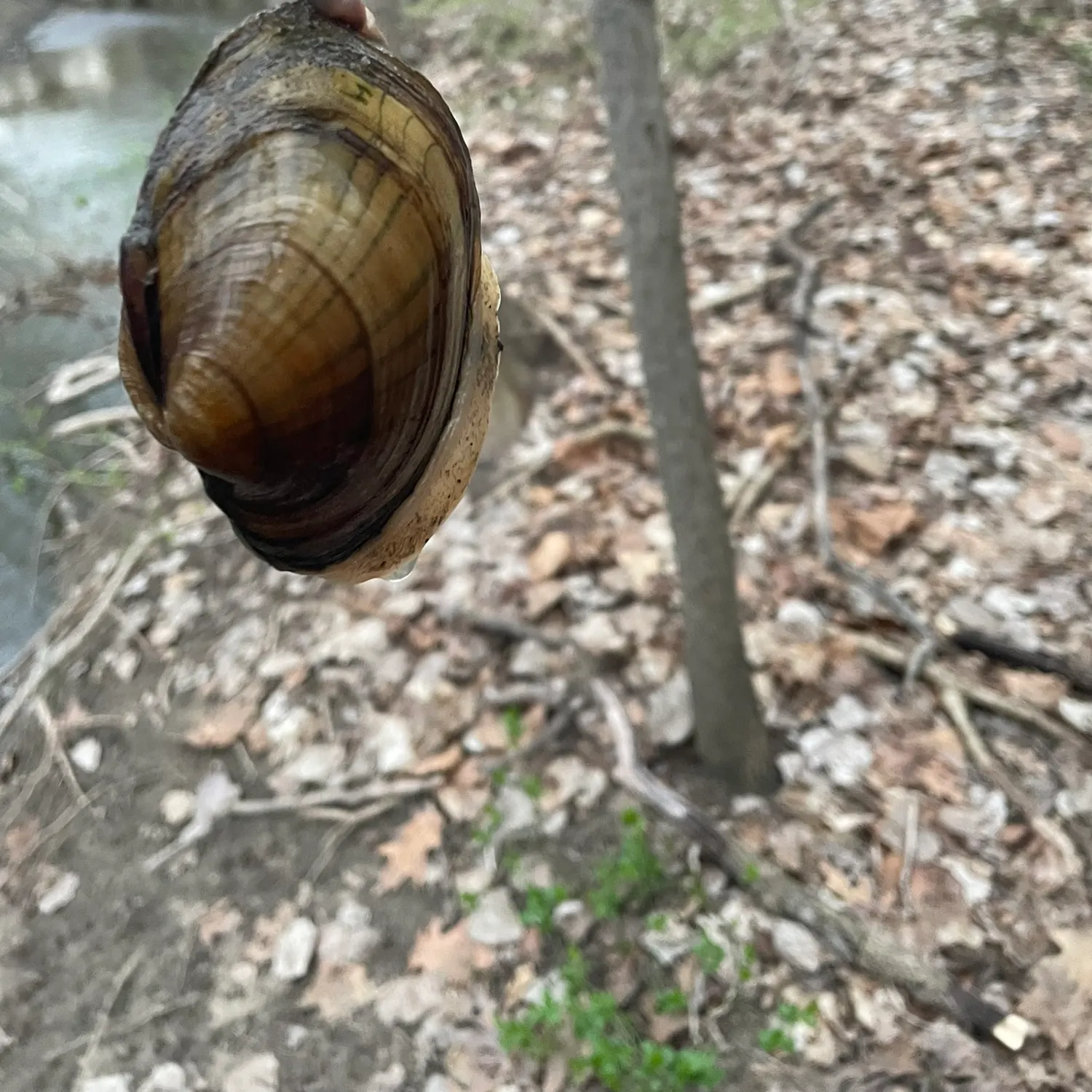 The most recent Giant floater catches on Fishbrain