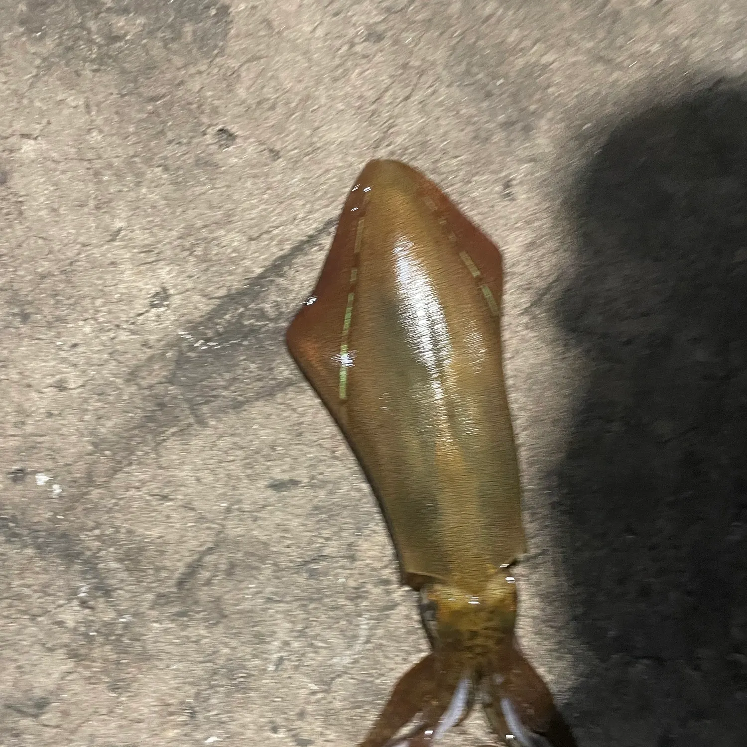 Southern calamari caught on Fishbrain