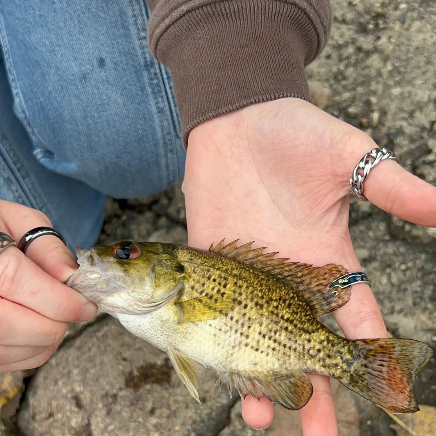 Rock bass caught on Fishbrain