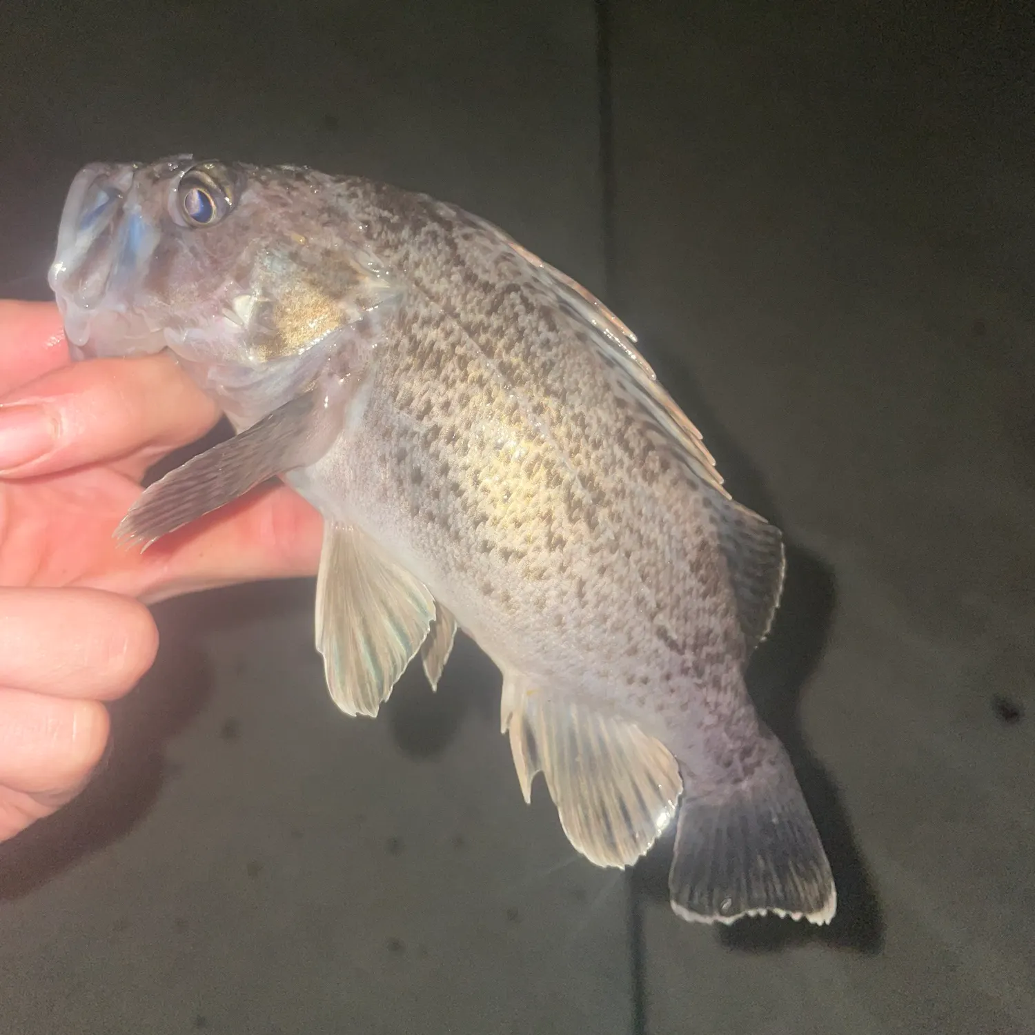 The most recent Japanese white seaperch catches on Fishbrain