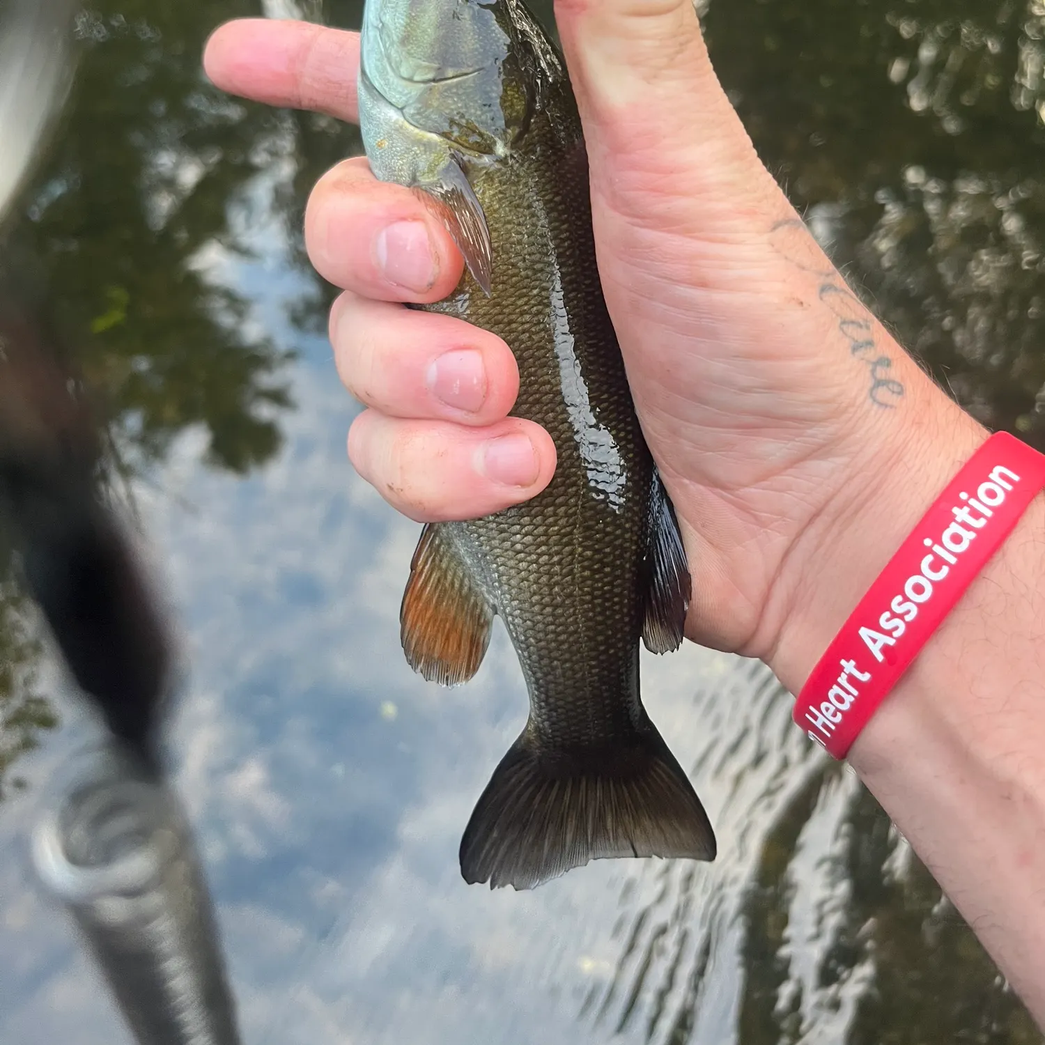 Smallmouth bass caught on Fishbrain