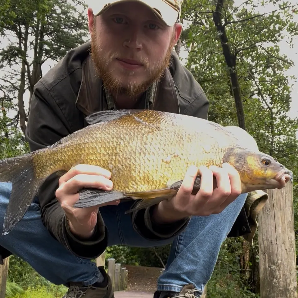 Common bream caught on Fishbrain