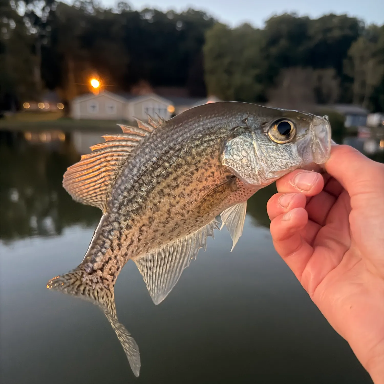 White crappie caught on Fishbrain