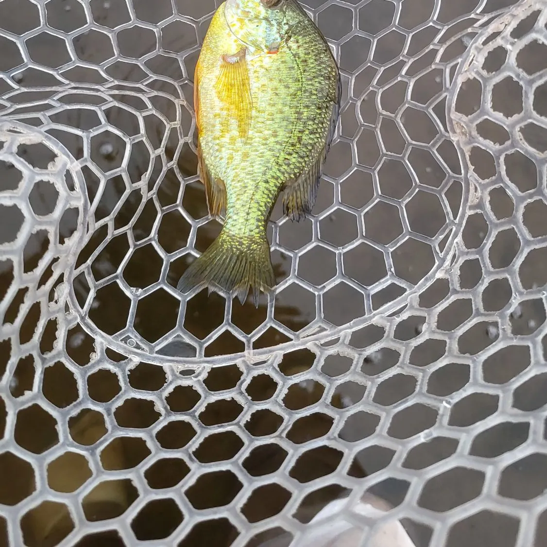 Pumpkinseed caught on Fishbrain