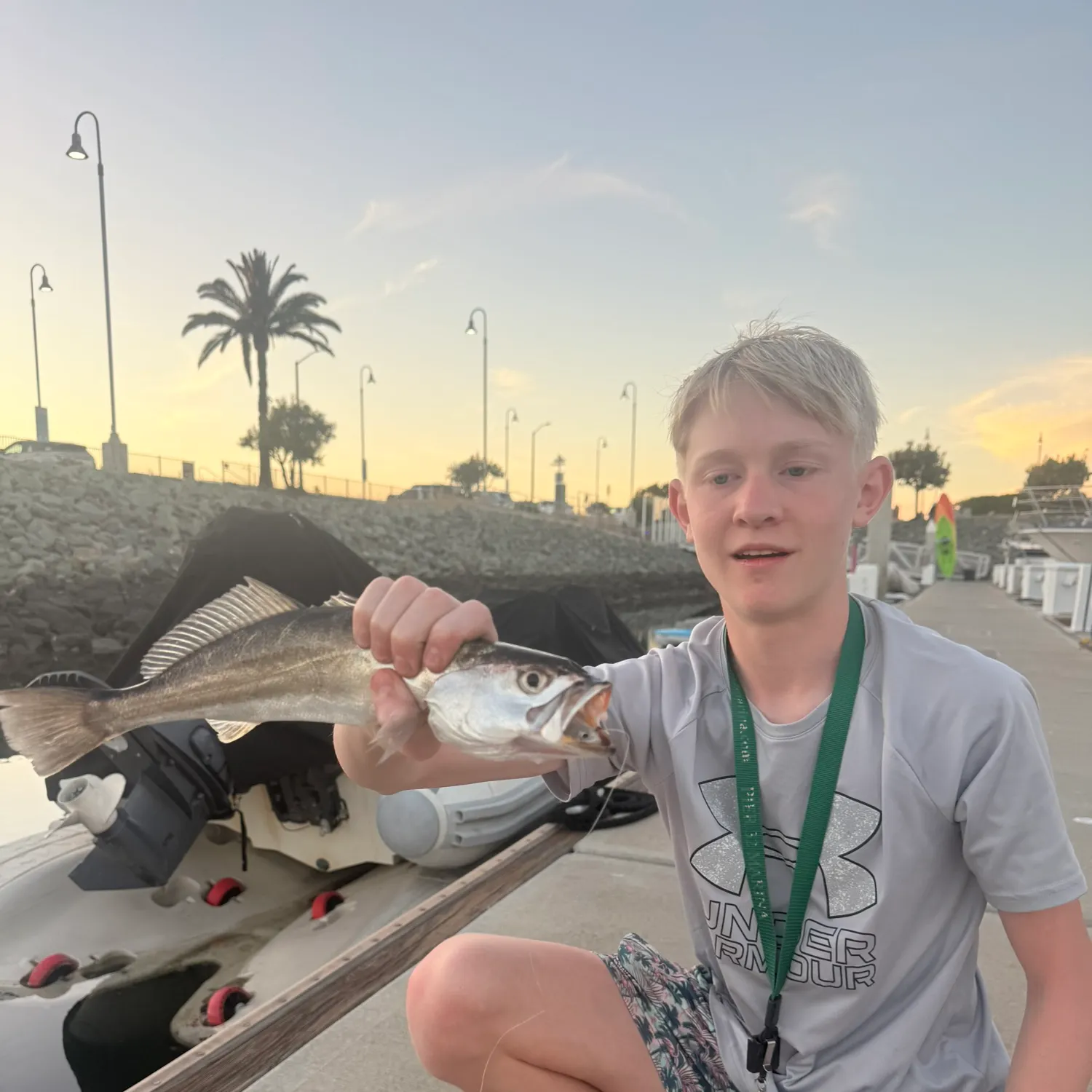 The most recent Shortfin corvina catches on Fishbrain