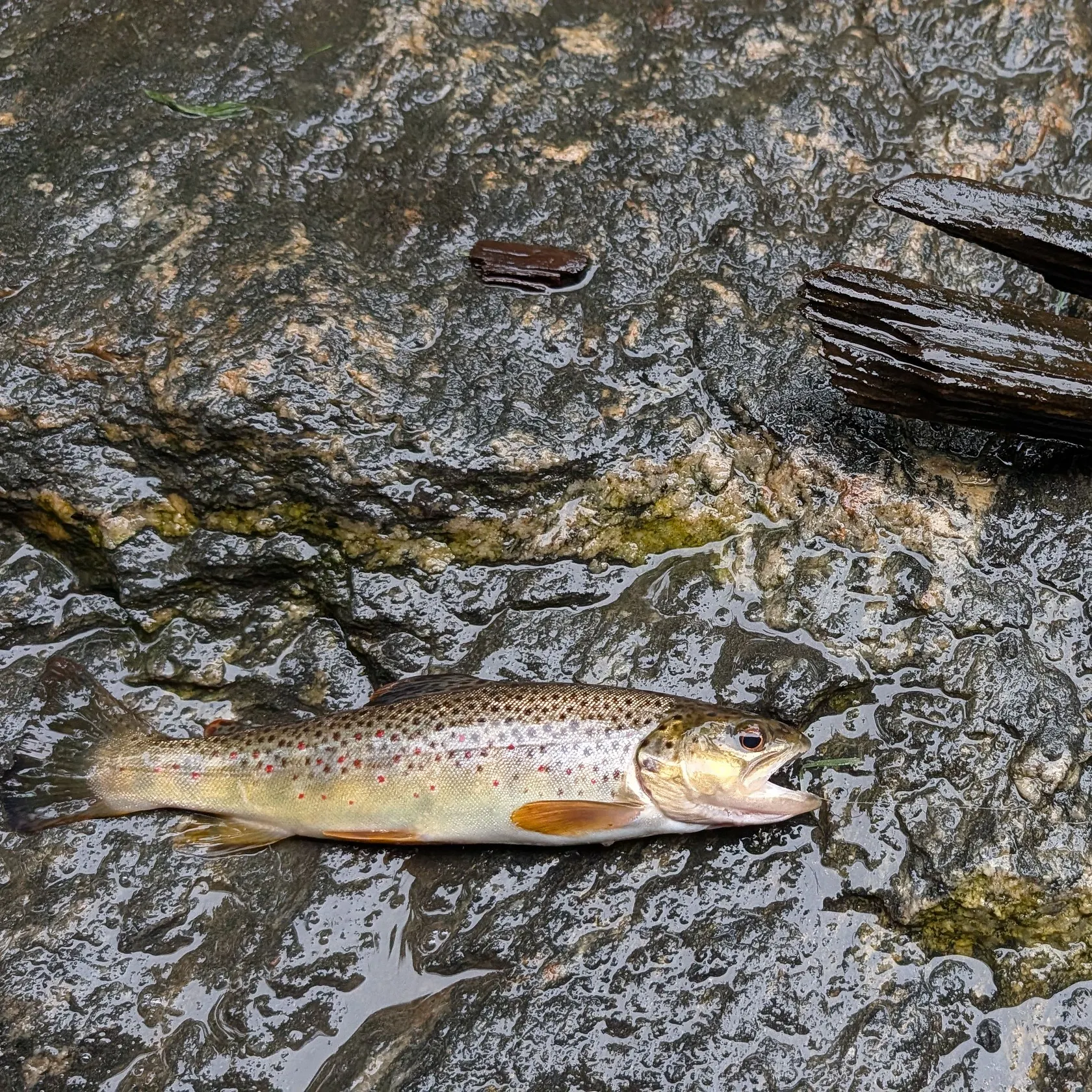 Brown trout caught on Fishbrain