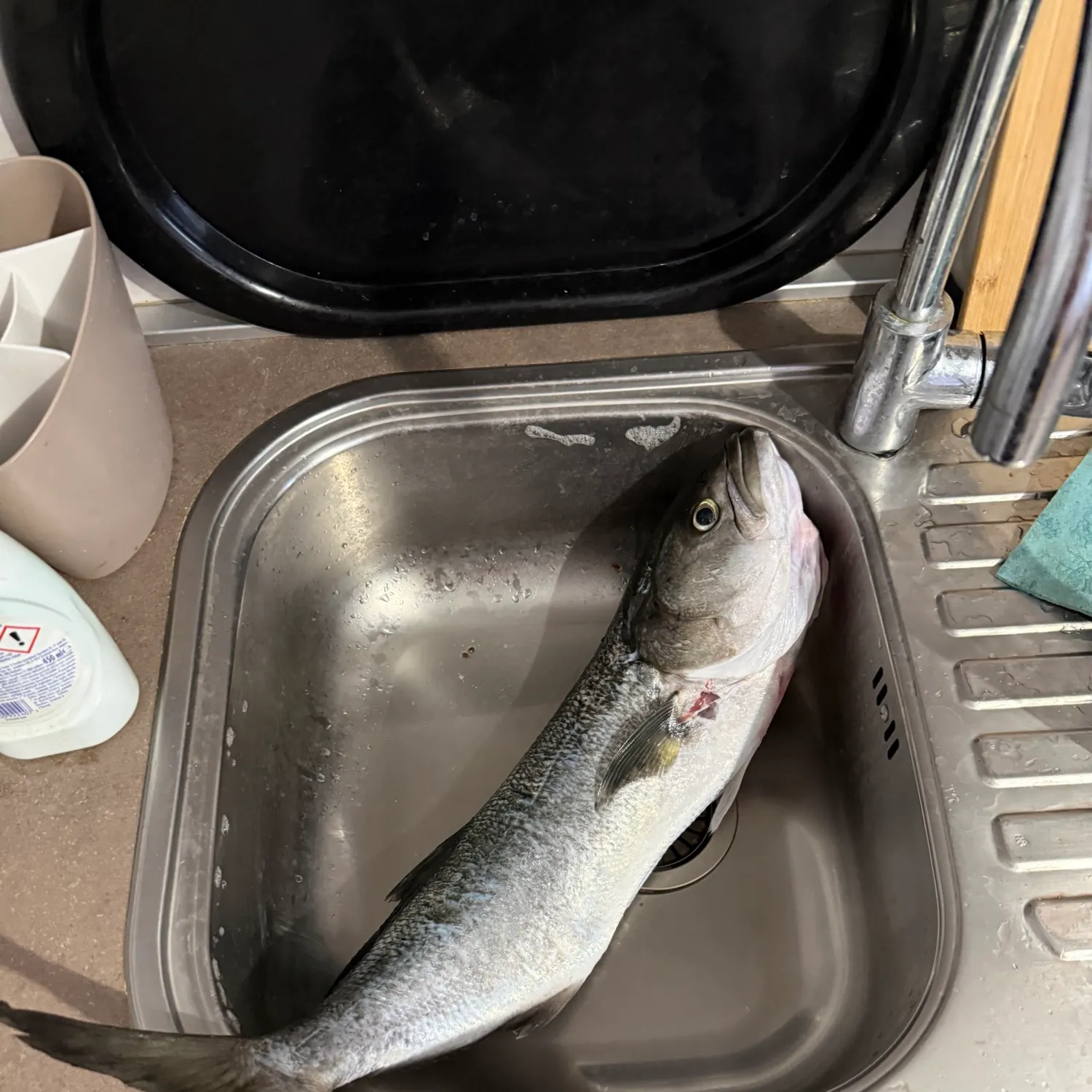 Bluefish caught on Fishbrain