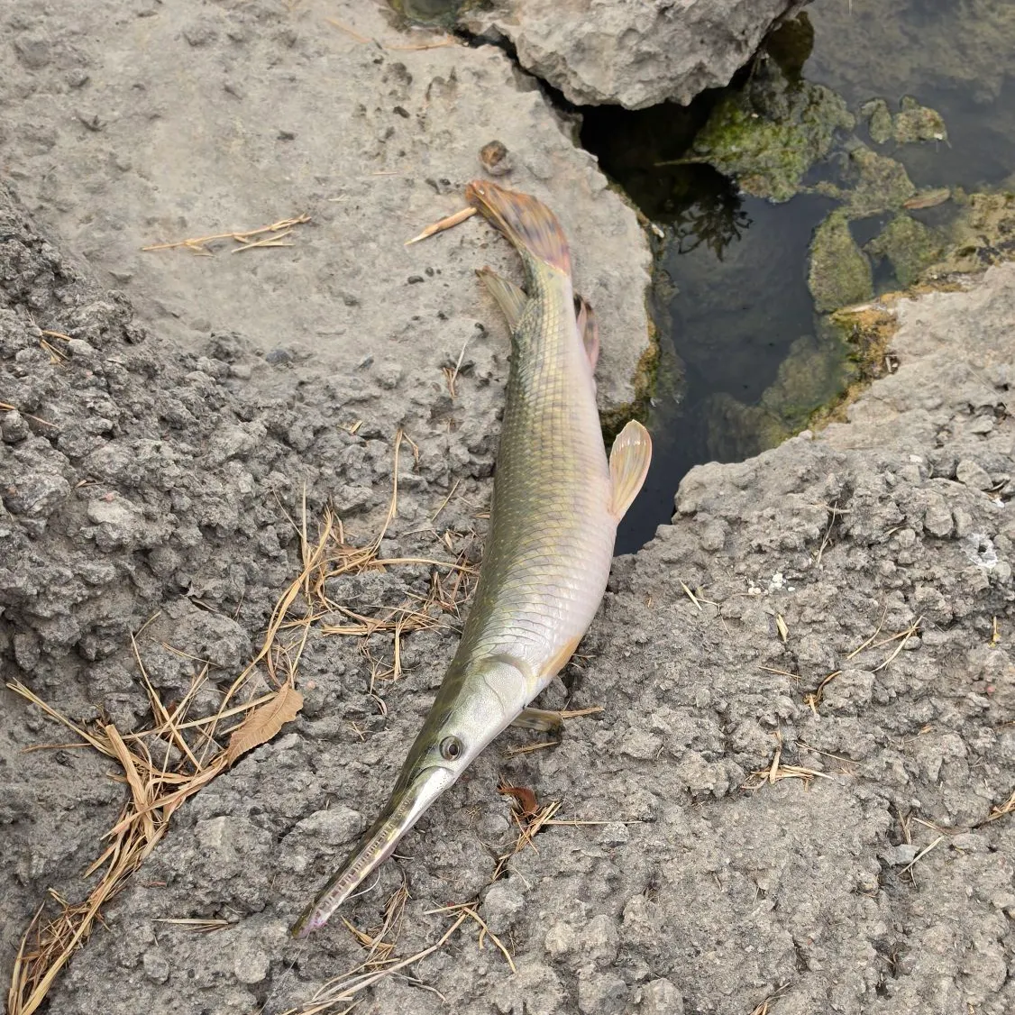 Spotted gar caught on Fishbrain