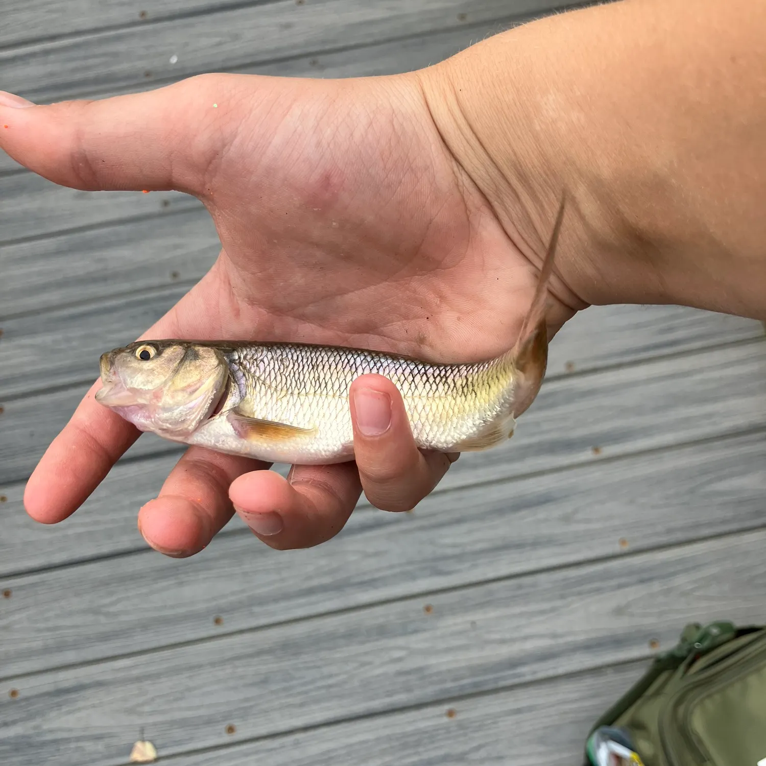 Creek chub caught on Fishbrain