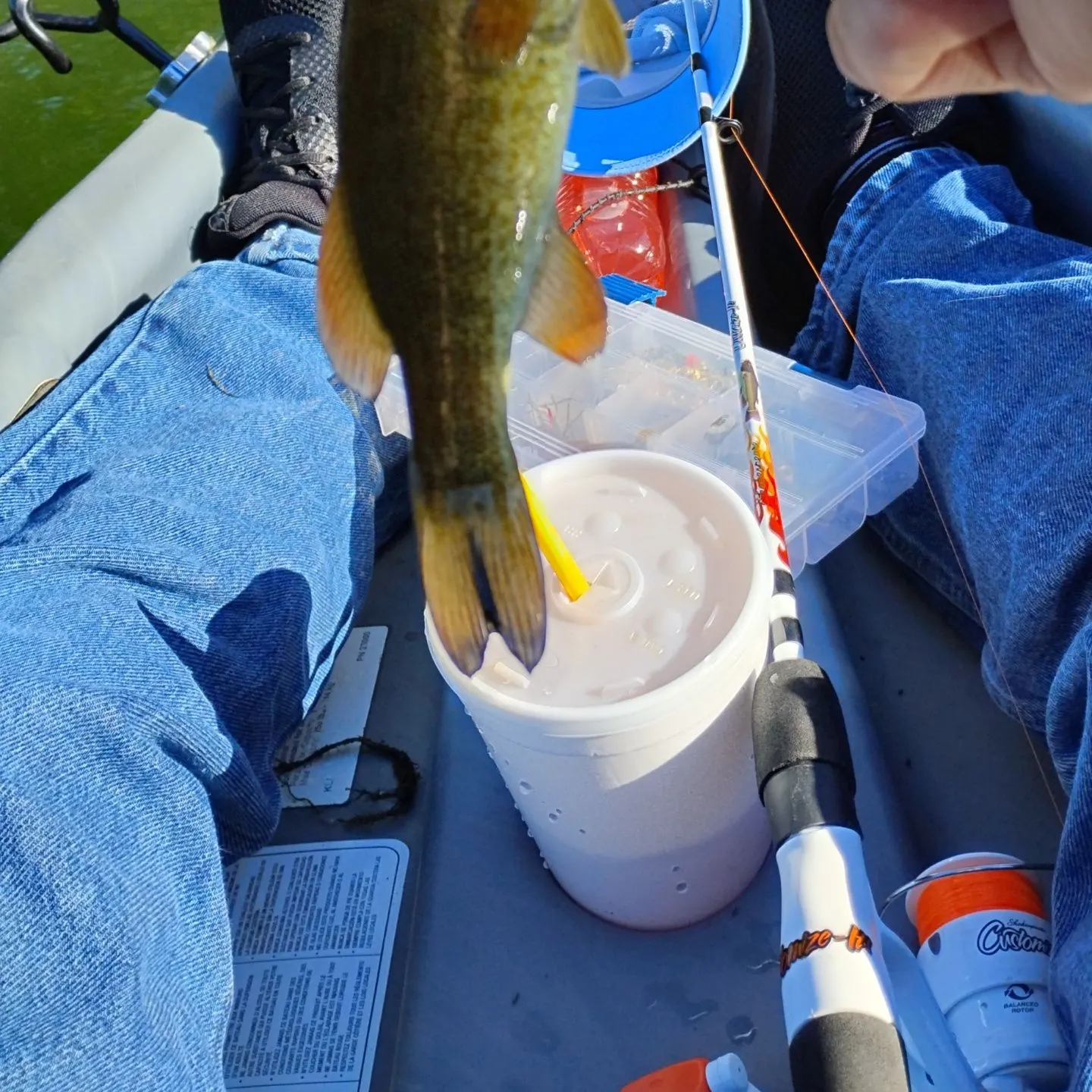 The most recent Smallmouth bass catches on Fishbrain