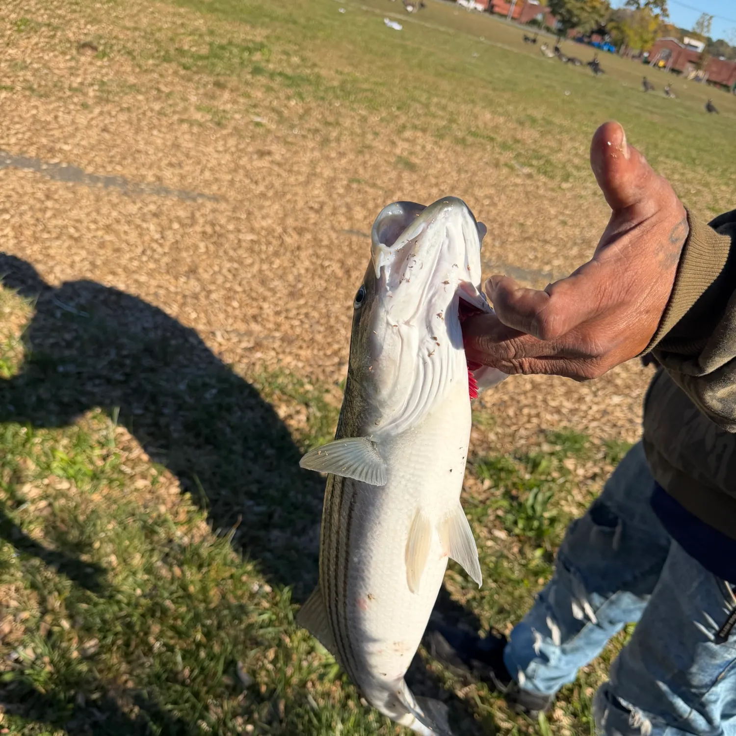 catch