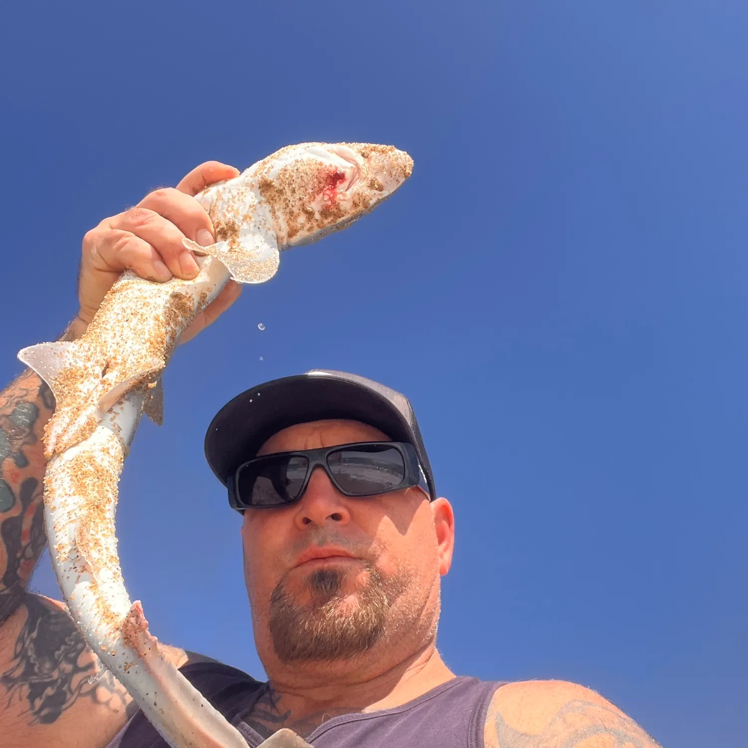 Grey smooth-hound caught on Fishbrain