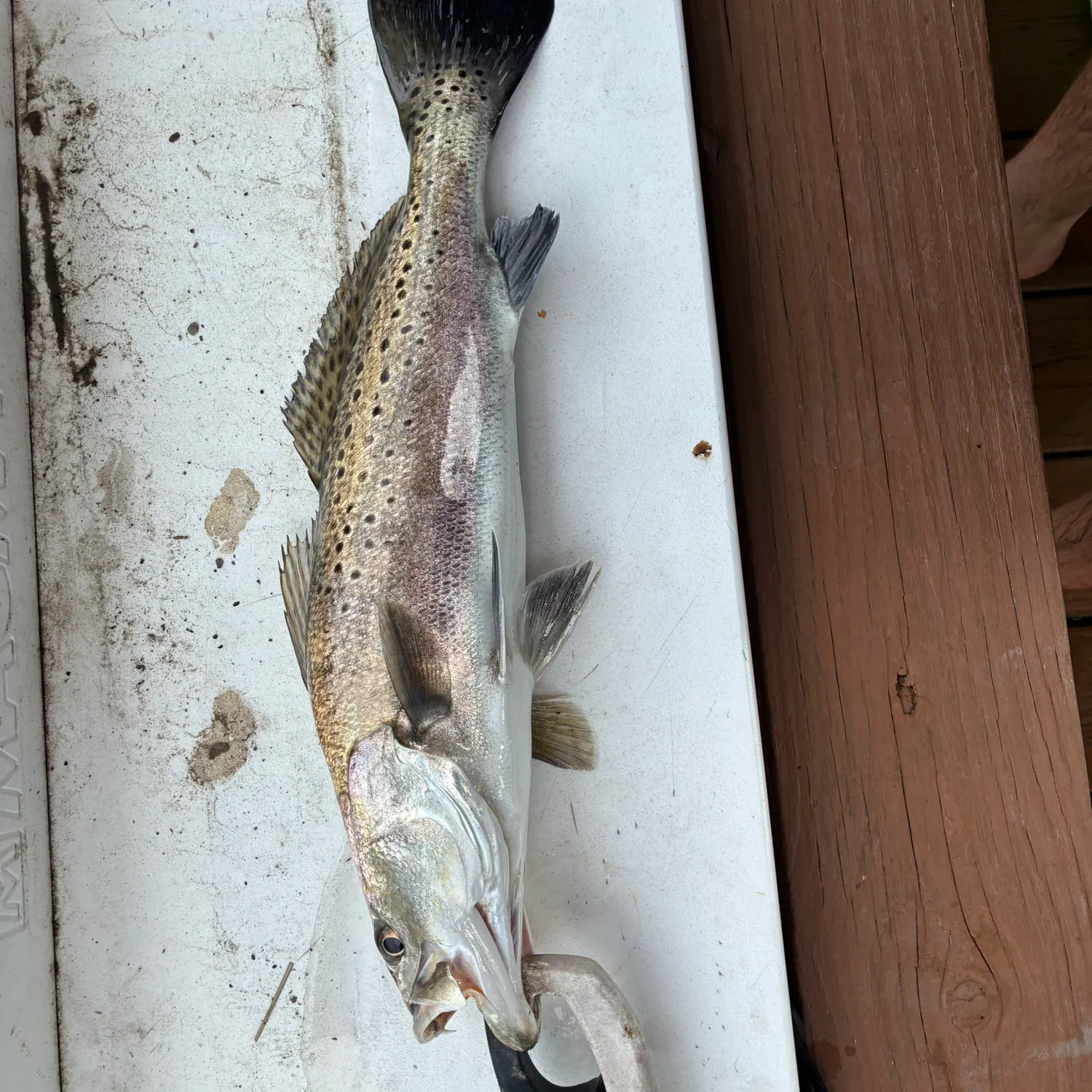 Spotted seatrout caught on Fishbrain