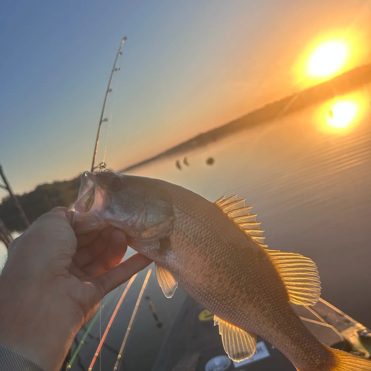 Spotted bass caught on Fishbrain