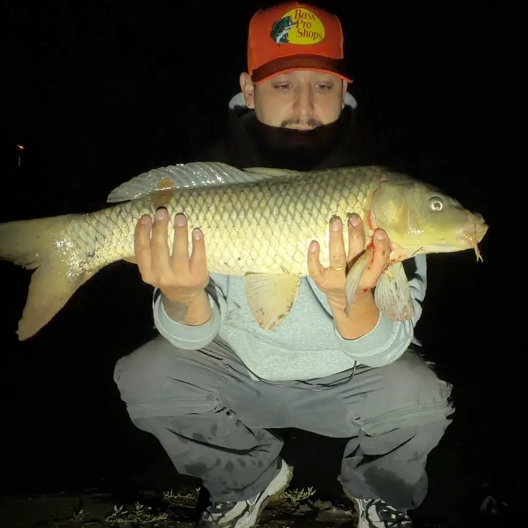 Grass carp caught on Fishbrain