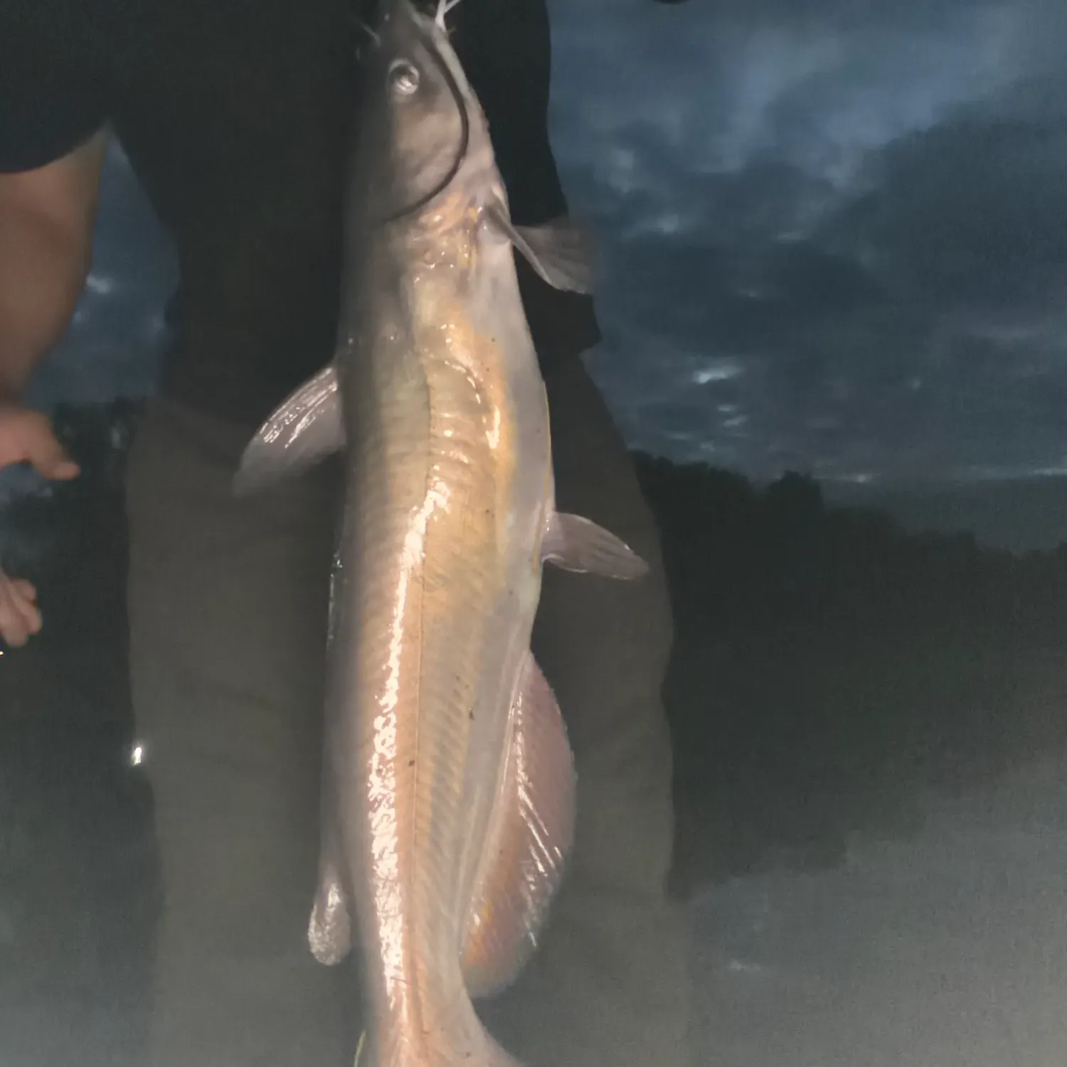 Channel catfish caught on Fishbrain