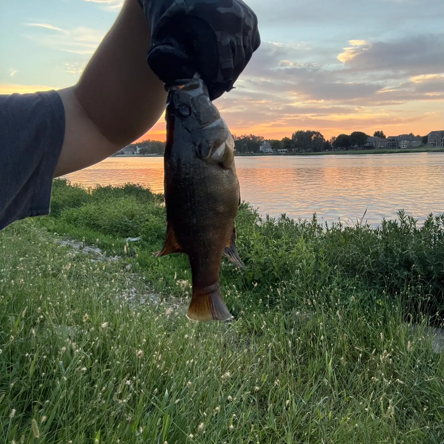Green sunfish caught on Fishbrain