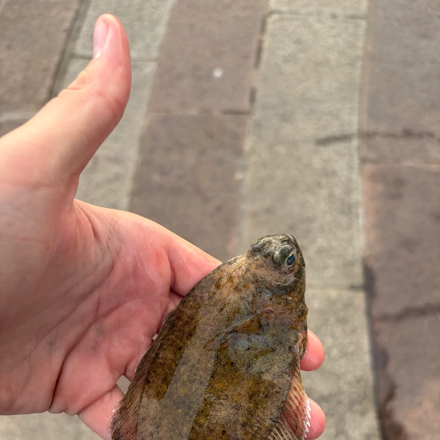 Common dab caught on Fishbrain