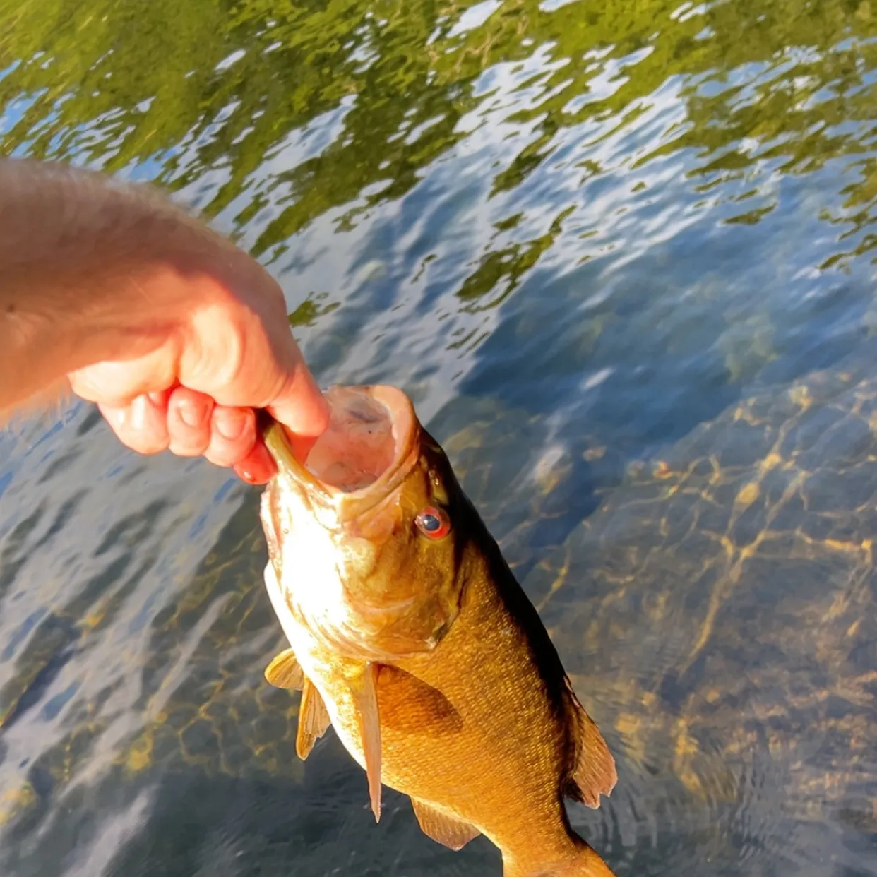 Smallmouth bass caught on Fishbrain