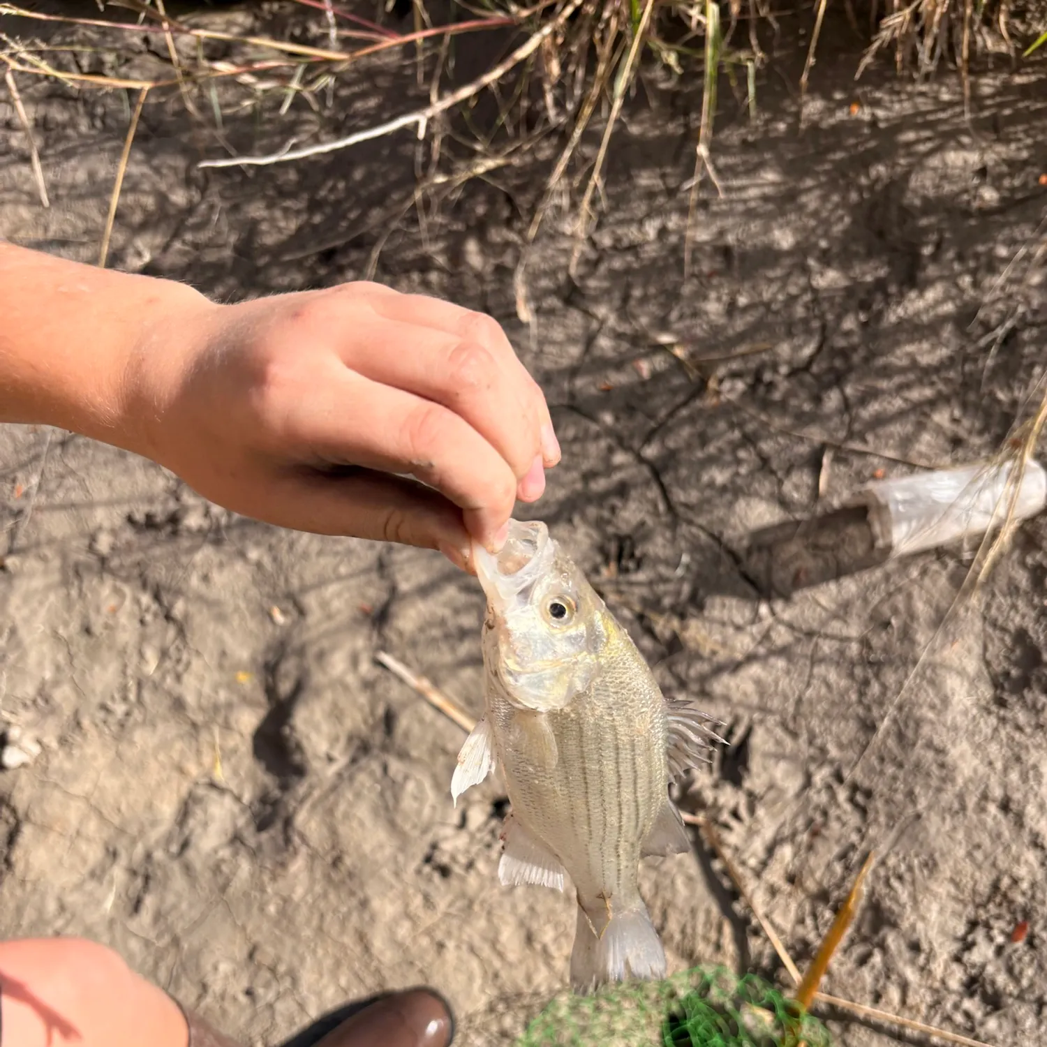 The most recent White bass catches on Fishbrain