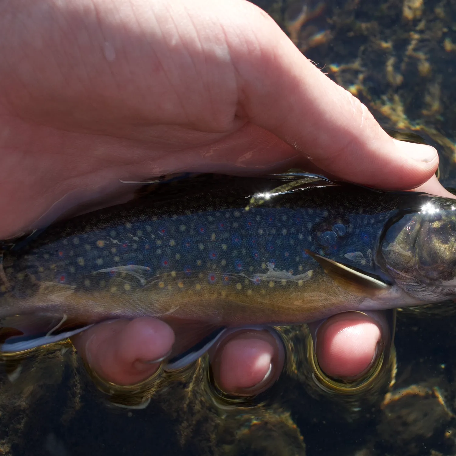 Brook trout caught on Fishbrain