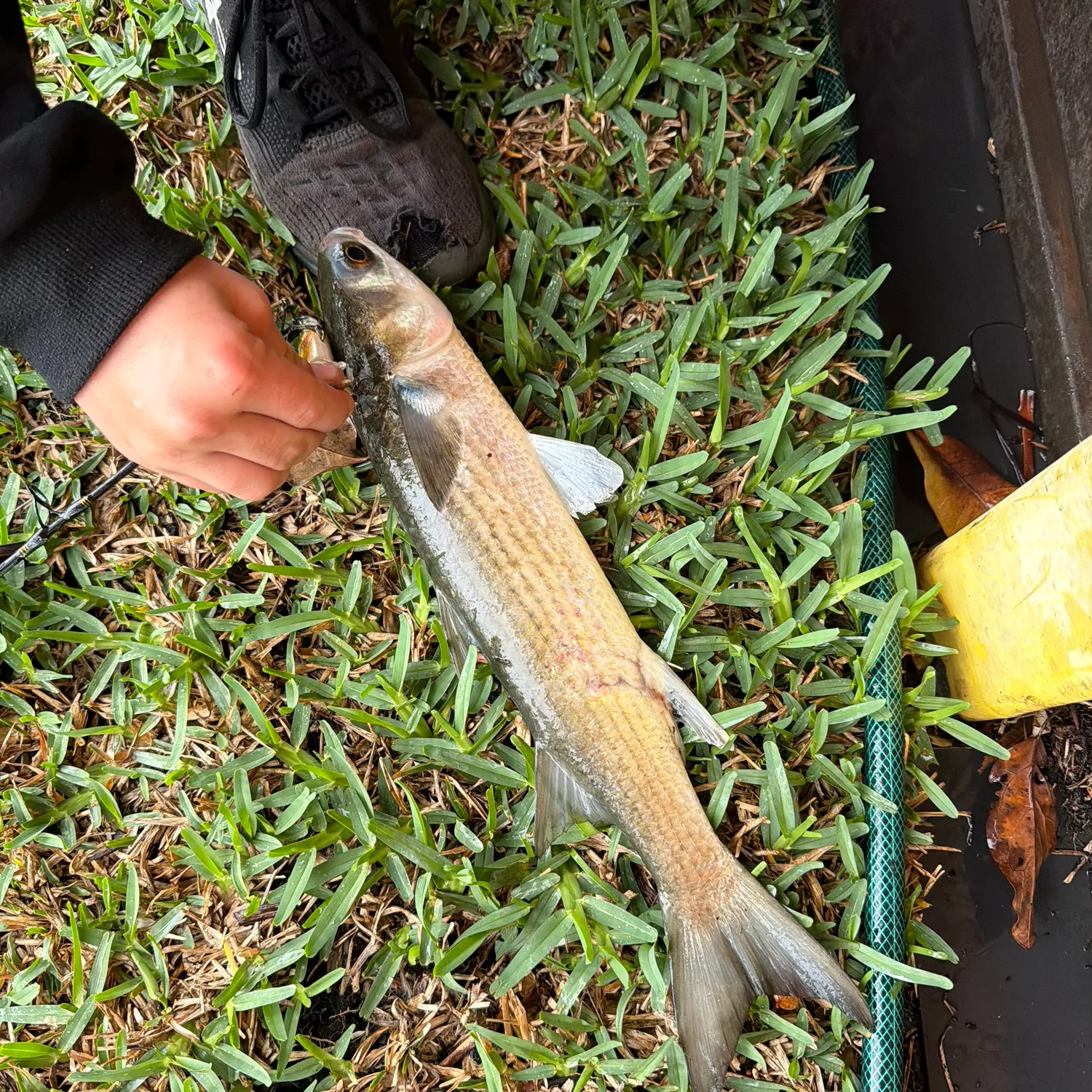 The most recent Striped mullet catches on Fishbrain
