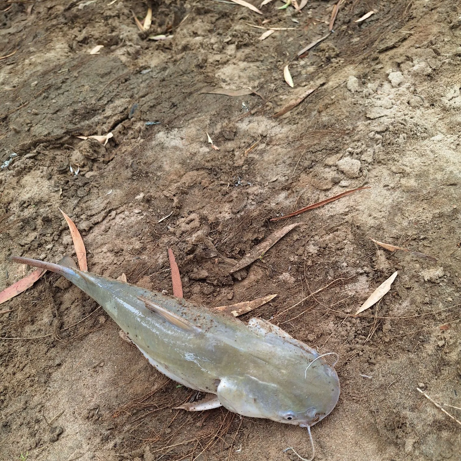 The most recent Blue salmon catfish catches on Fishbrain