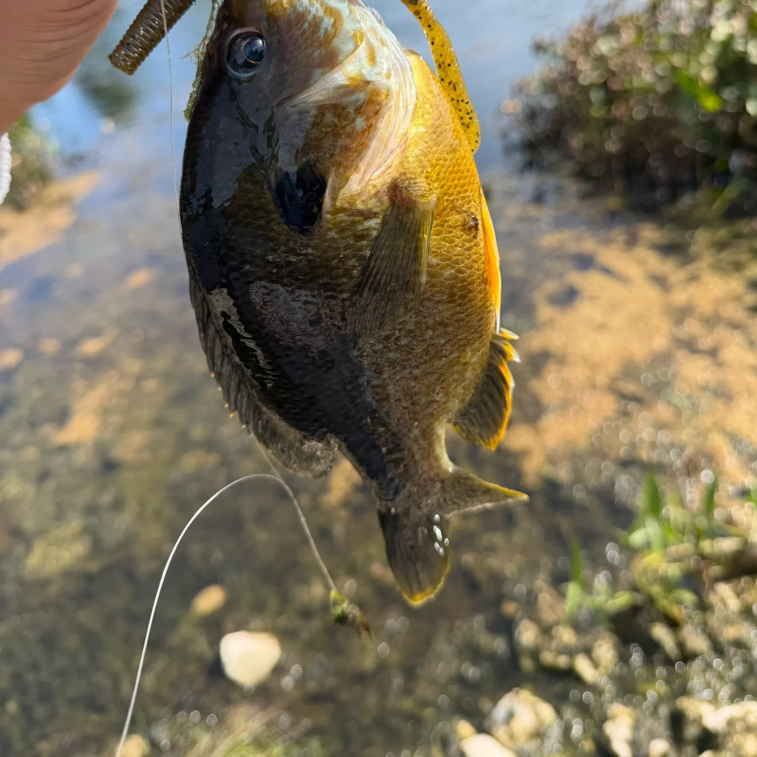Greengill hybrid caught on Fishbrain
