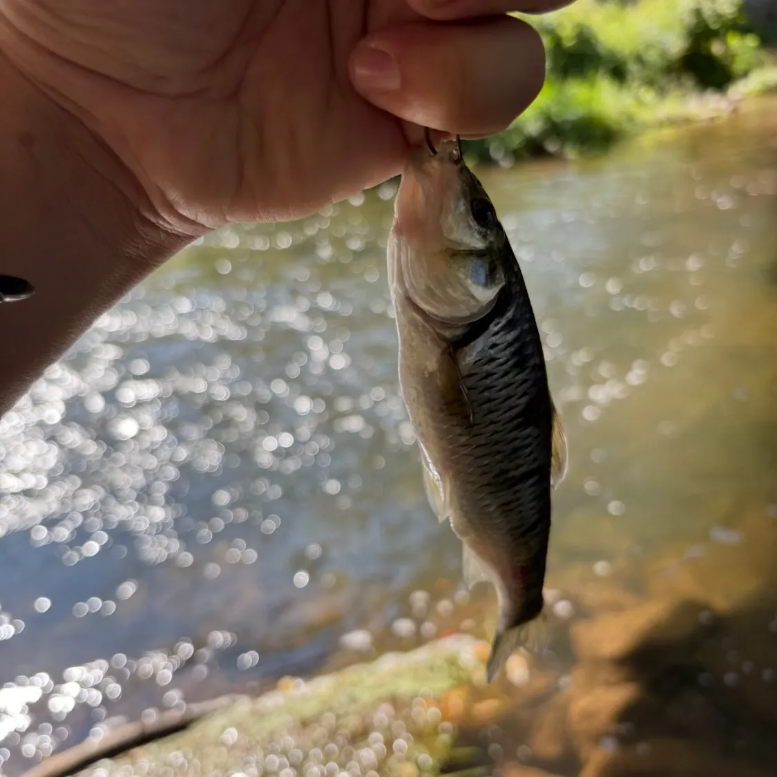 The most recent Common shiner catches on Fishbrain