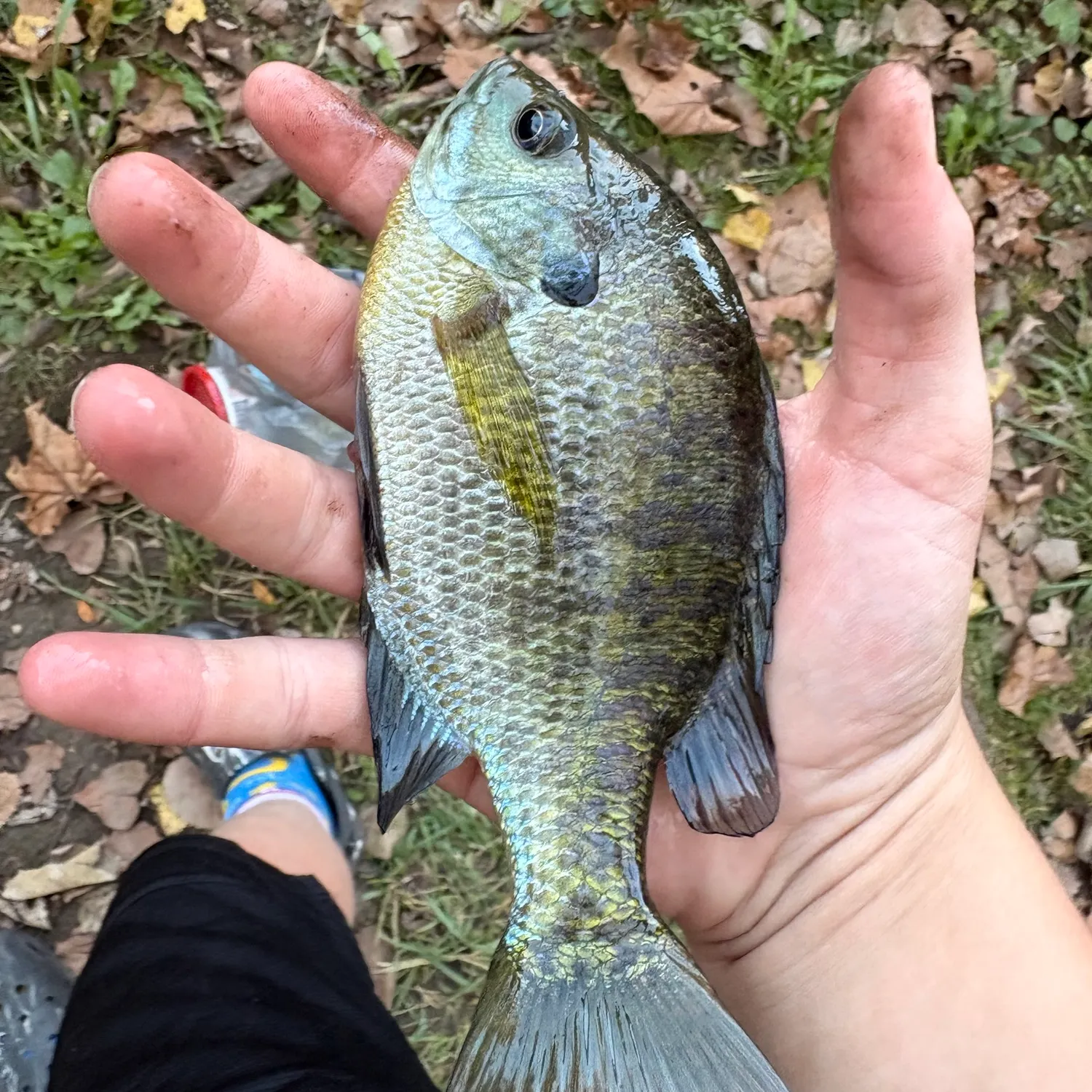Bluegill caught on Fishbrain