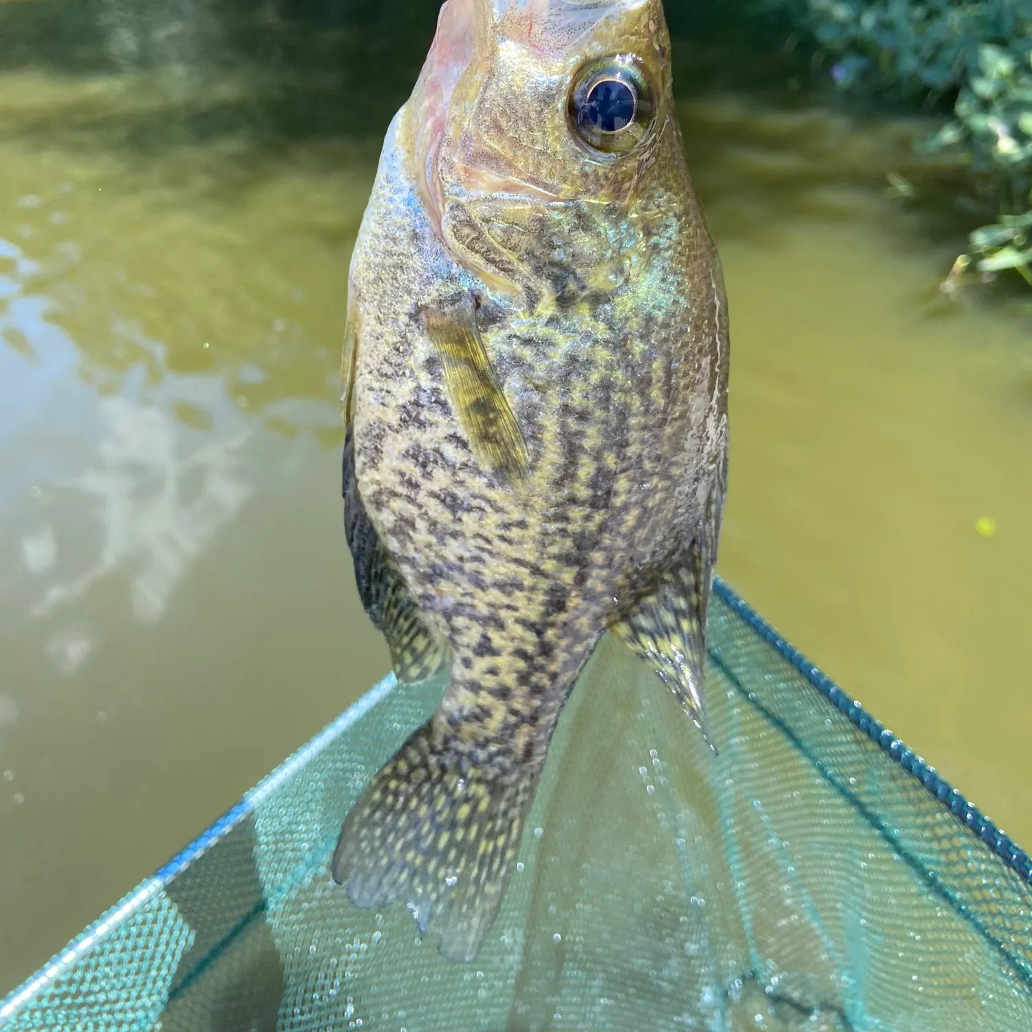 Black crappie caught on Fishbrain