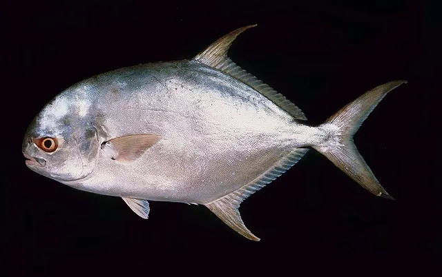 Southern pompano