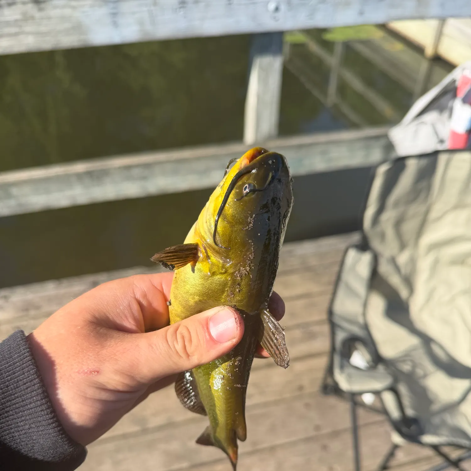 Yellow bullhead caught on Fishbrain