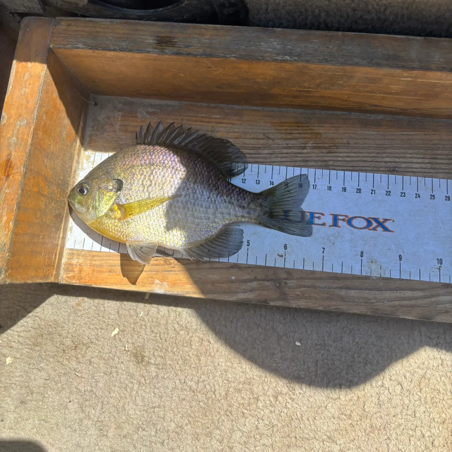 recently logged catches