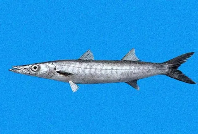 Mexican barracuda