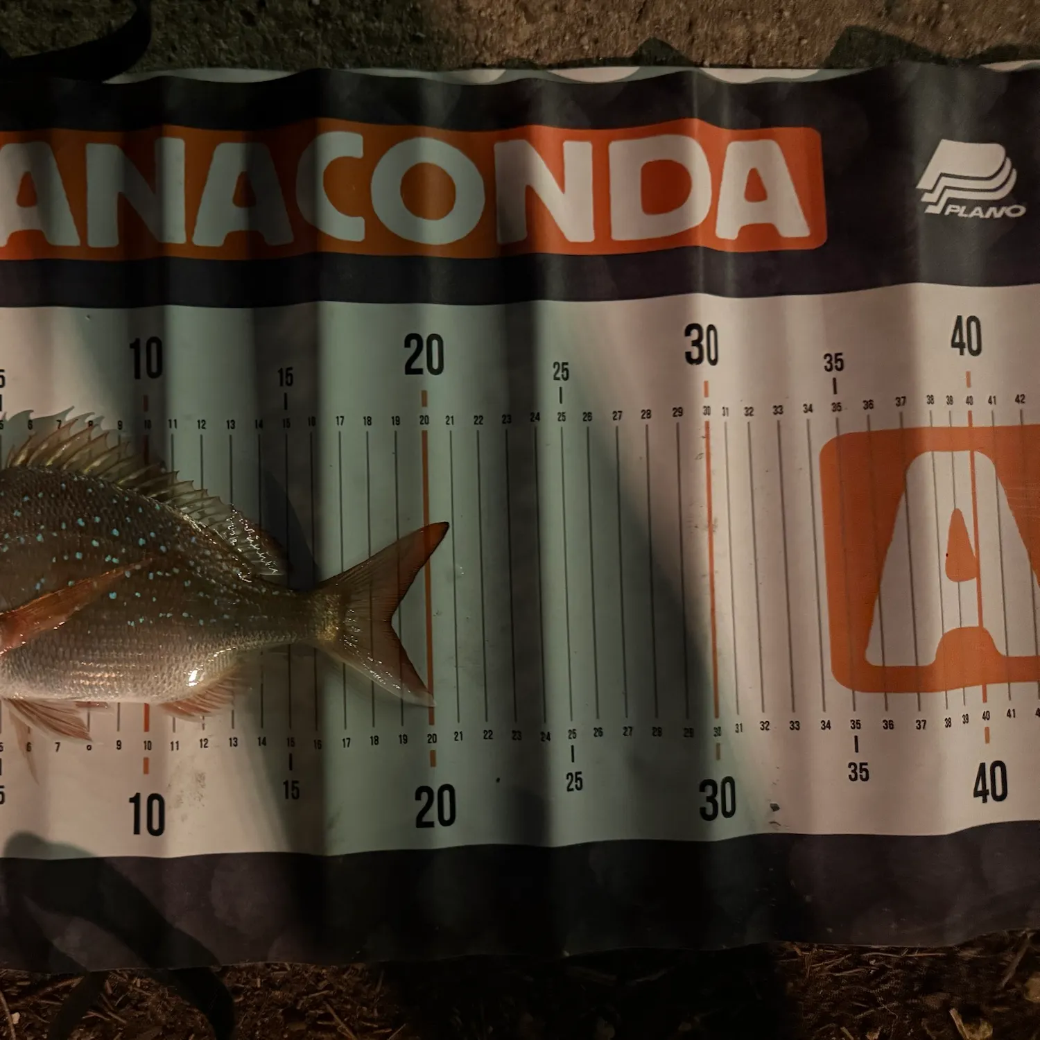 Australasian snapper caught on Fishbrain