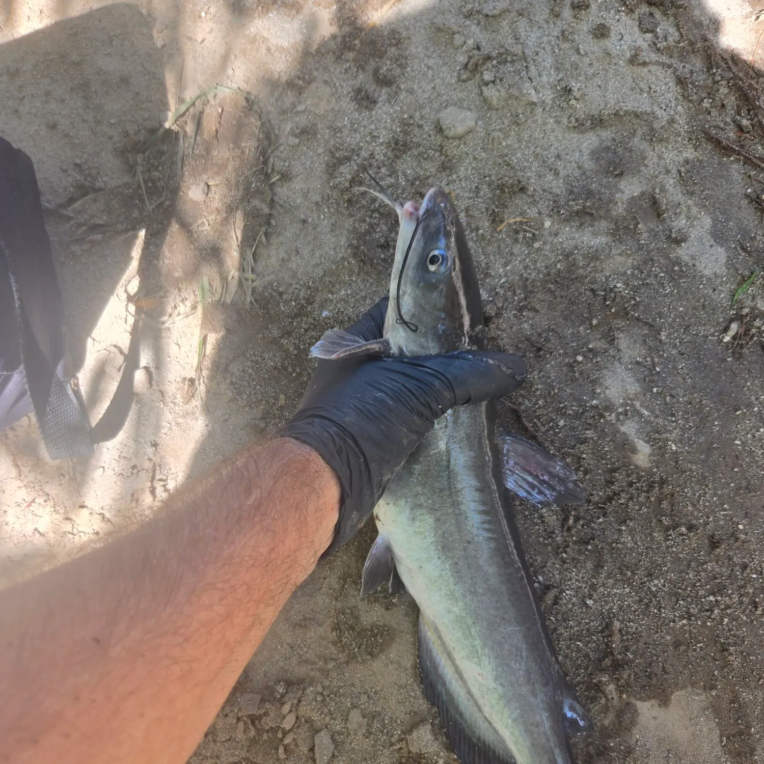 Channel catfish caught on Fishbrain