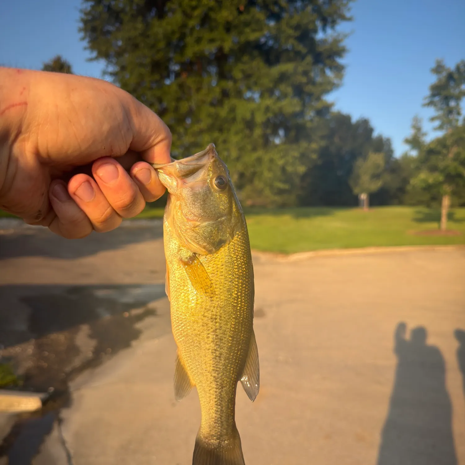 catch