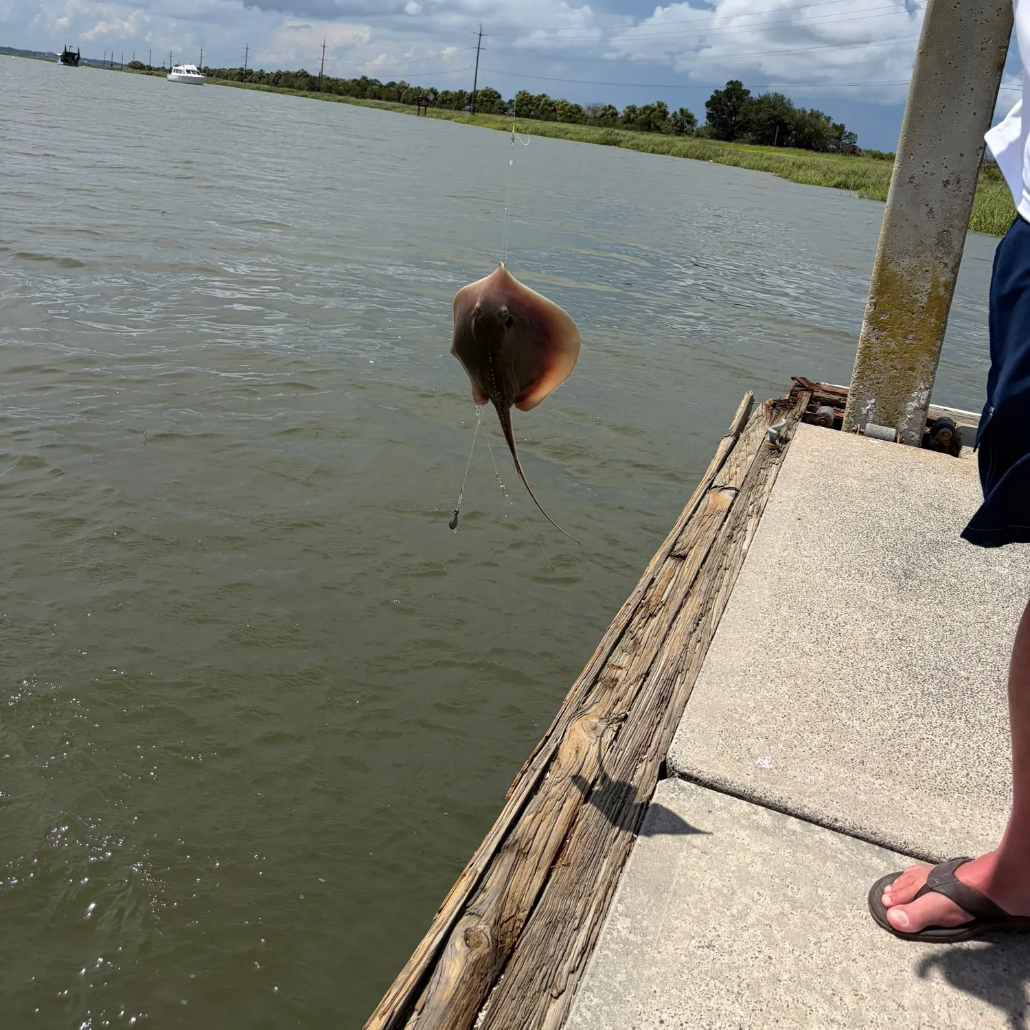 Atlantic stingray caught on Fishbrain