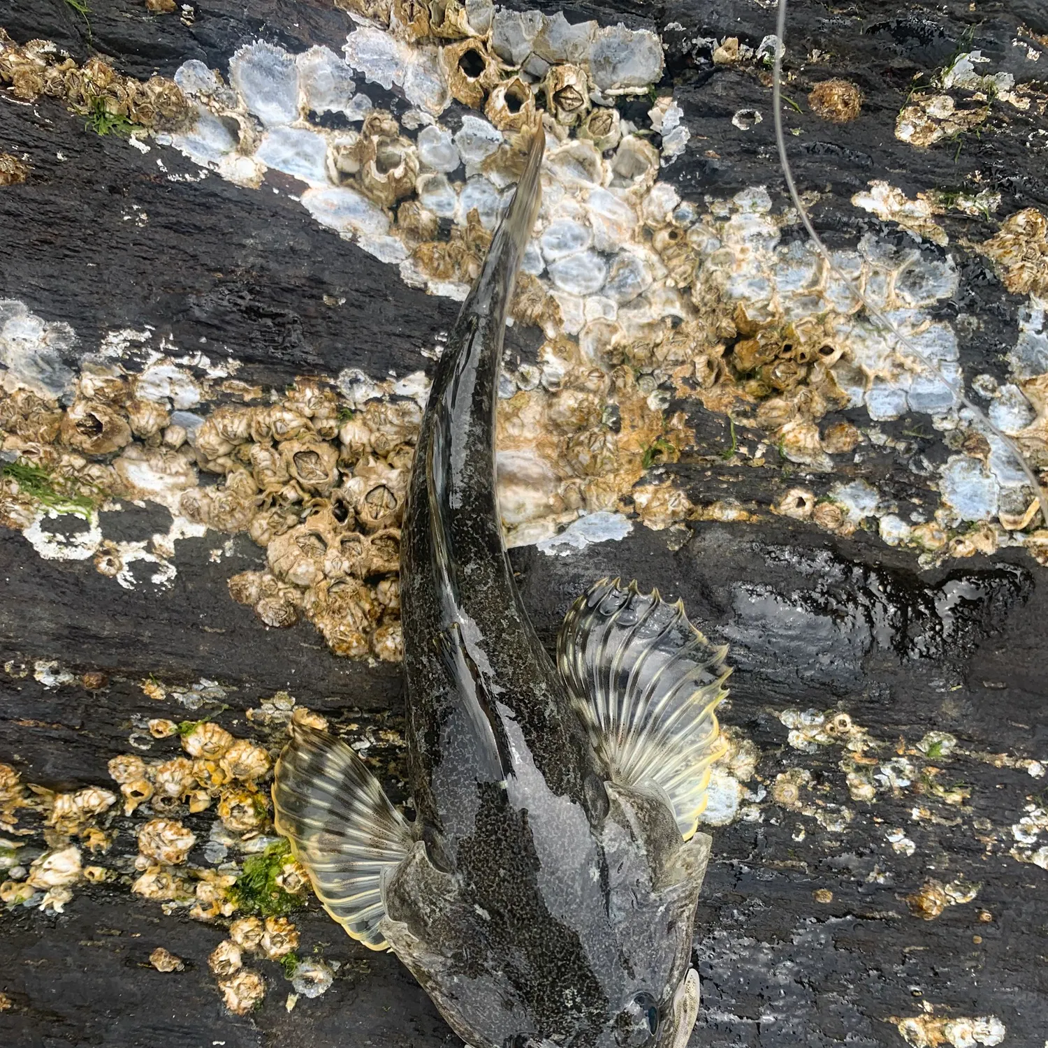 Pacific staghorn sculpin caught on Fishbrain