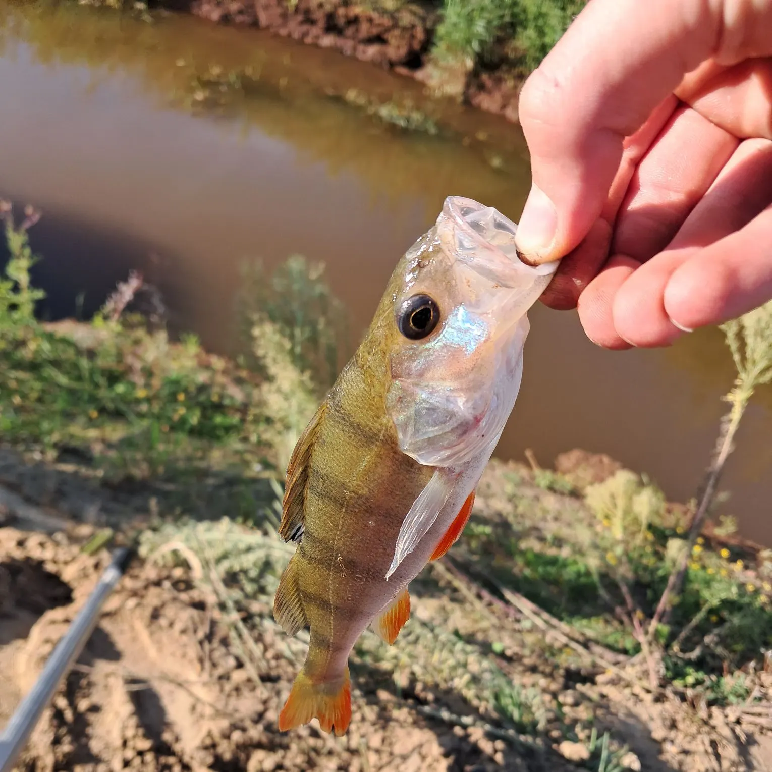 European perch caught on Fishbrain