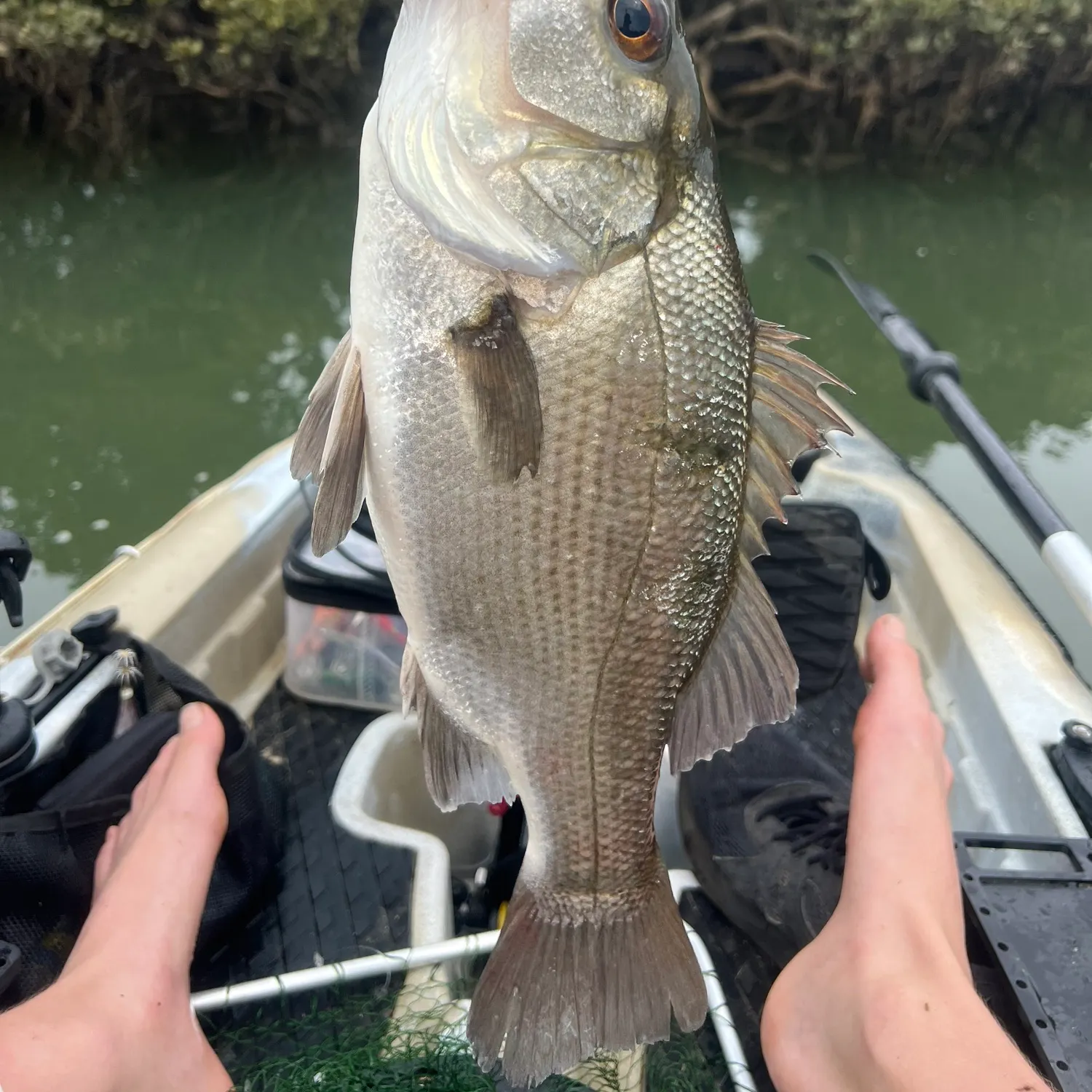 Estuary perch caught on Fishbrain