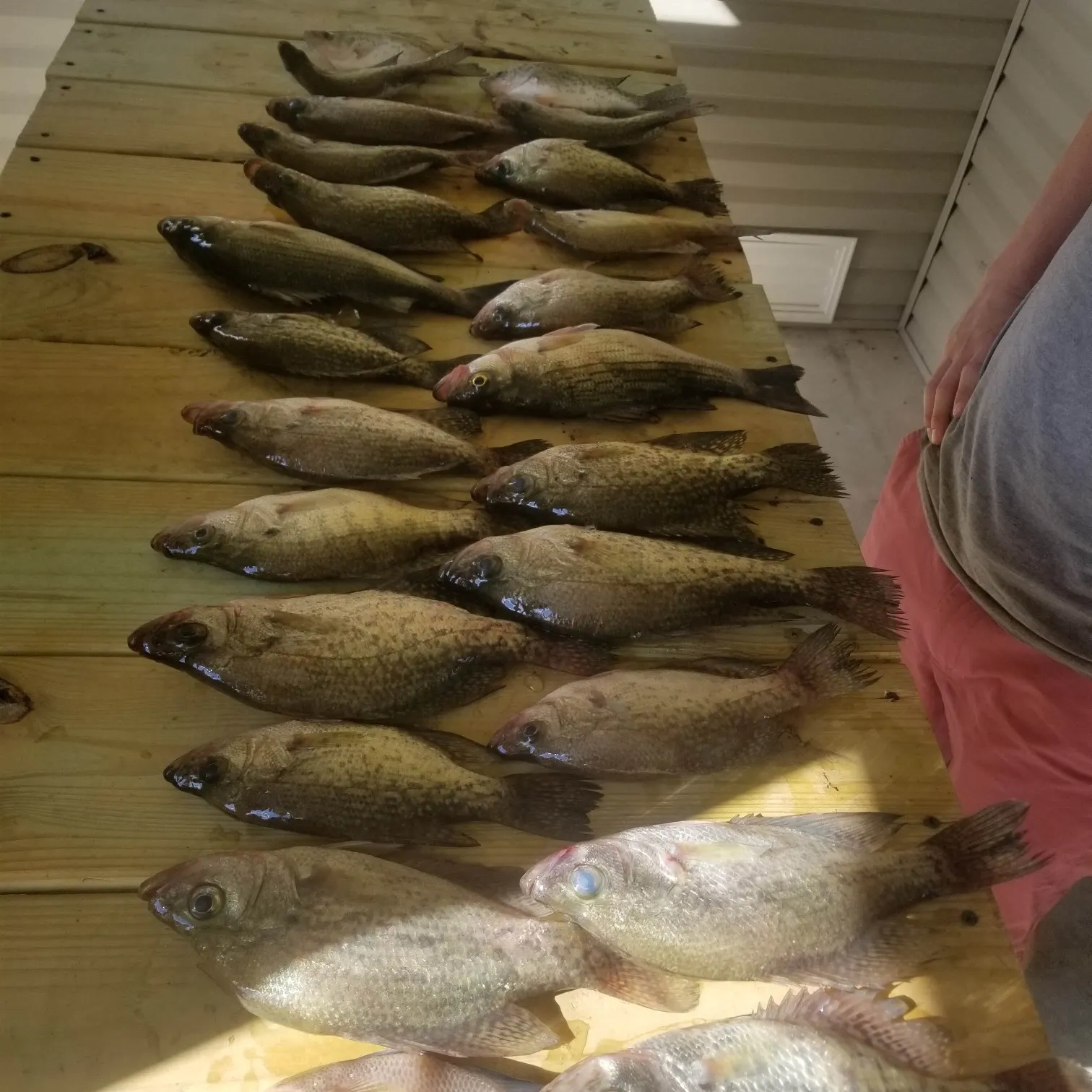 recently logged catches