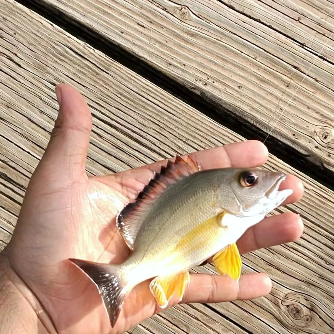 The most recent Blacktail snapper catches on Fishbrain