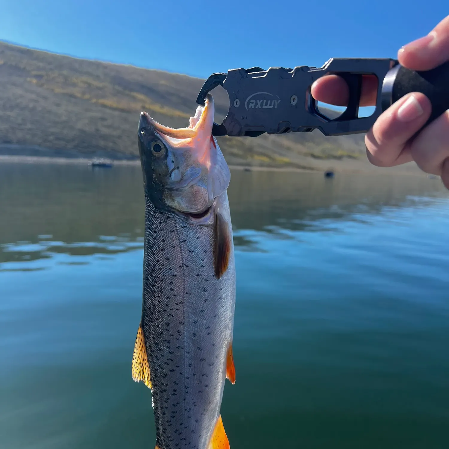 The most recent Bear Lake cutthroat trout catches on Fishbrain