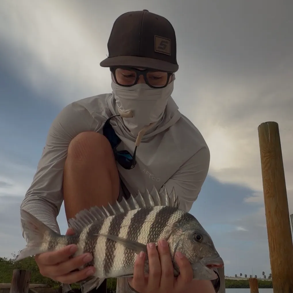 The most recent Sheepshead catches on Fishbrain